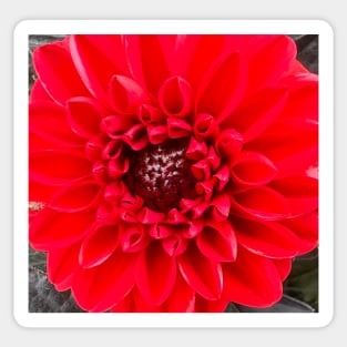 Vibrant Red Dahlia Symmetry and Balance Sticker